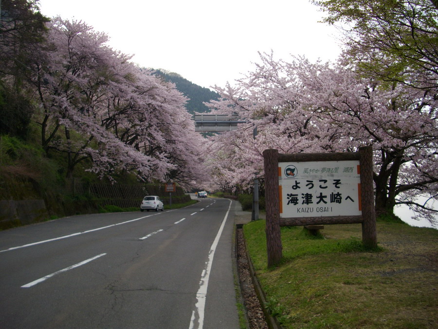 国内旅行・海津大崎の桜