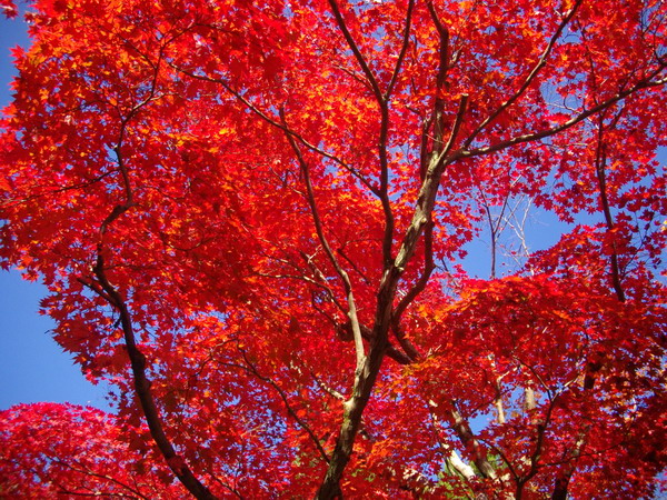 国内旅行・京都の紅葉の風景